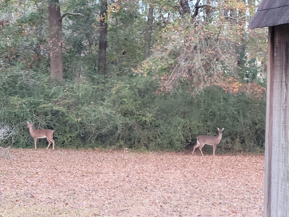 Deer in the very back of yard. ❤️