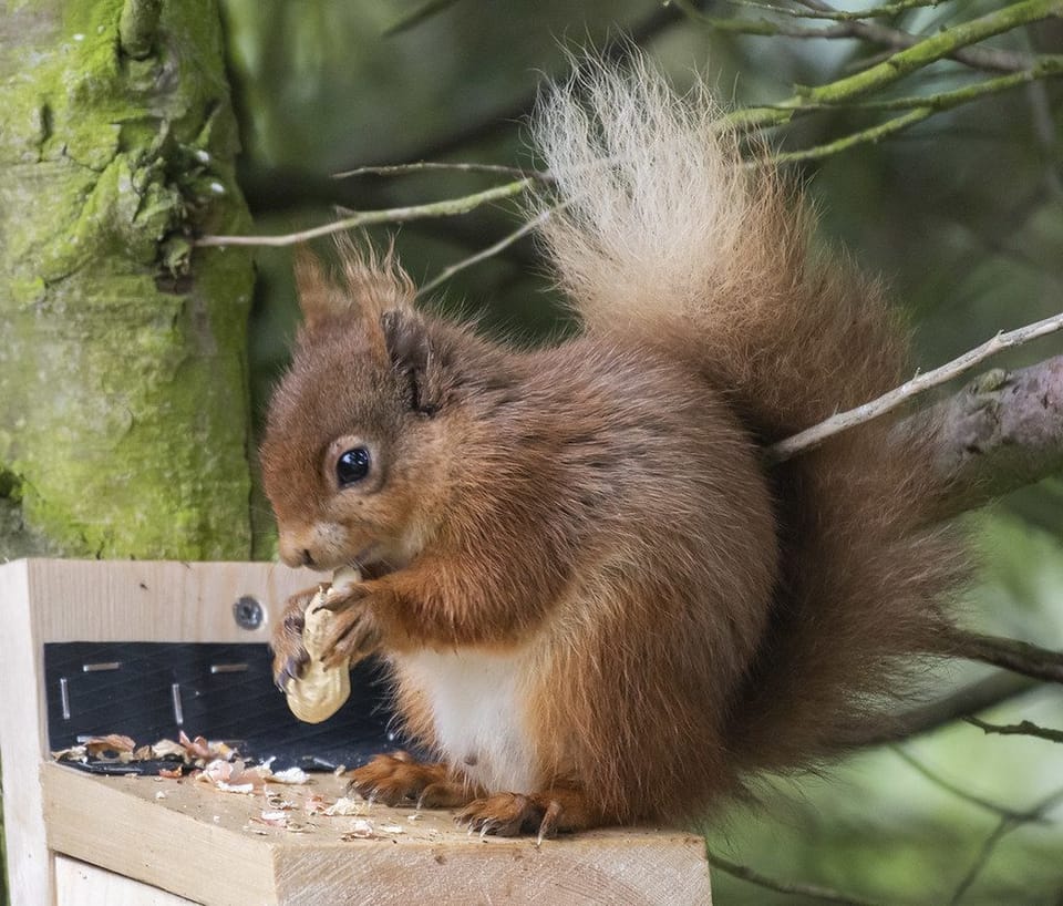 The true beauty of English wildlife