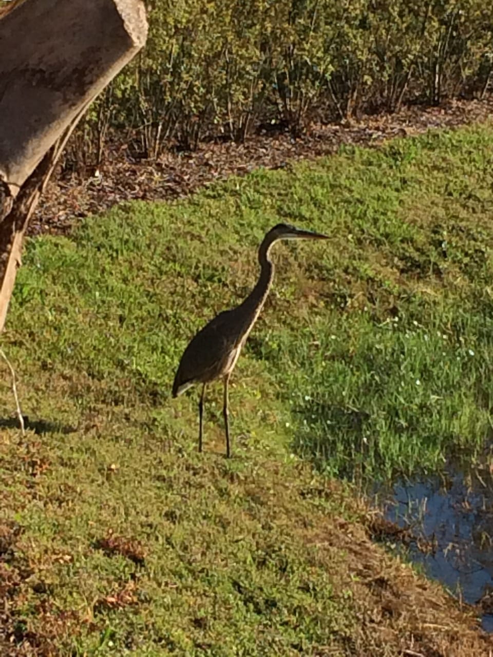 Local wildlife