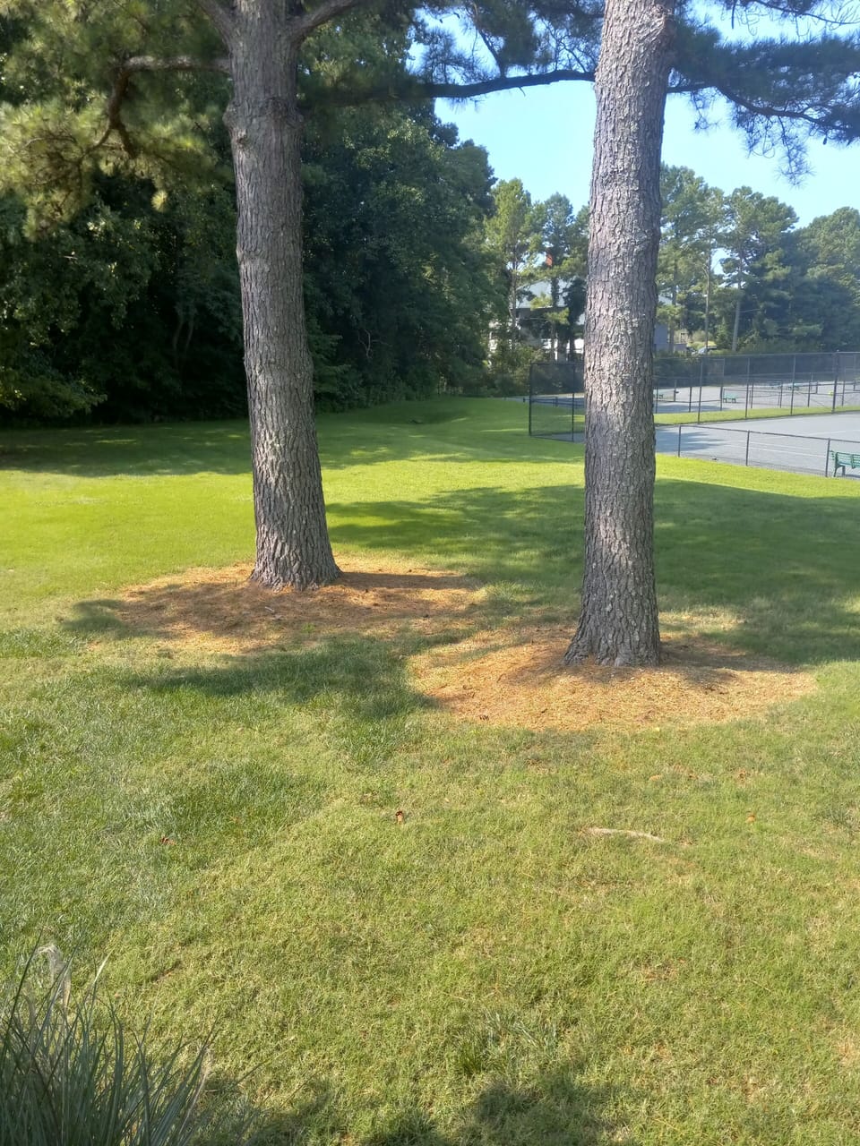Sport court