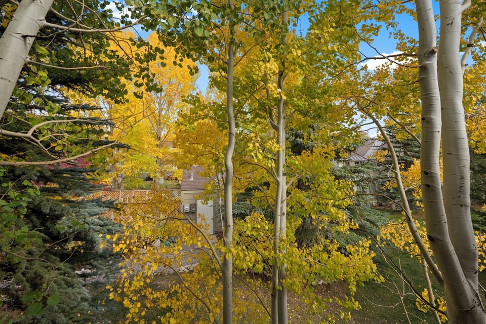 Golden aspen trees create a stunning autumn canopy in this peaceful residential neighborhood setting.