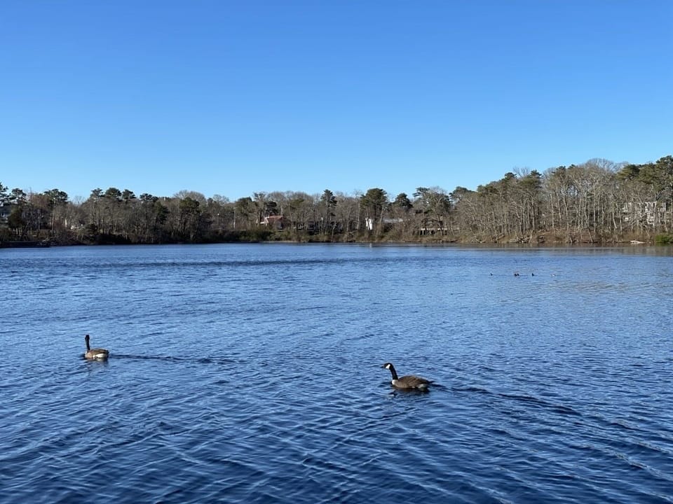 Wildlife, with the sound of the birds, the swans and the geese, the pond.
