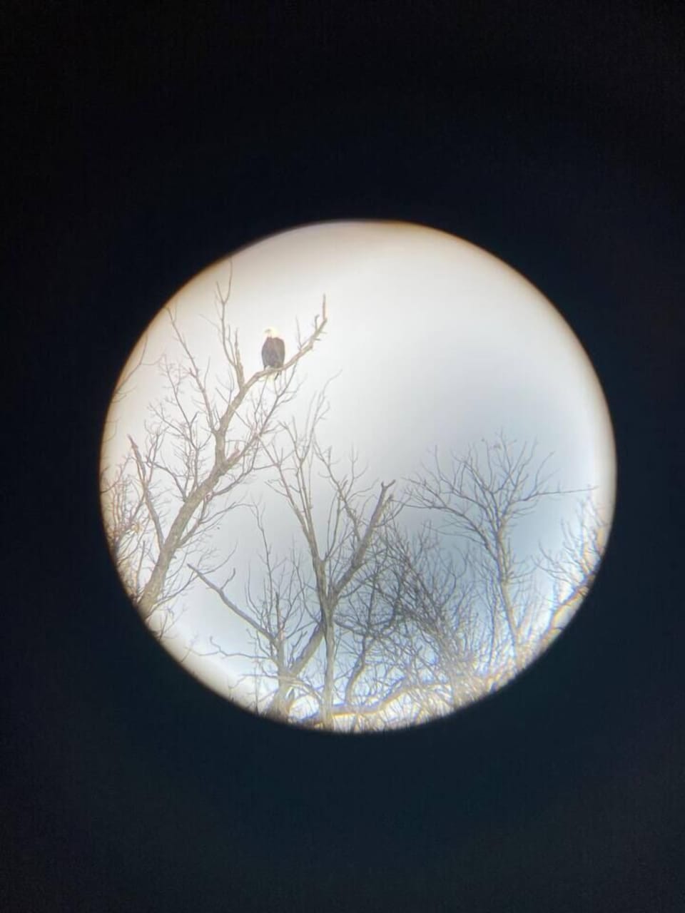 Eagle on Island in Little Ore Creek