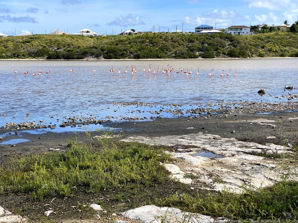 Grand Turk has many flamingos that you will find in the ponds around the island.