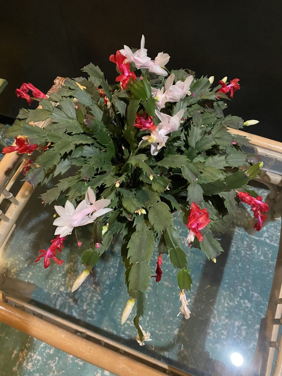 Christmas Cactus blooming .