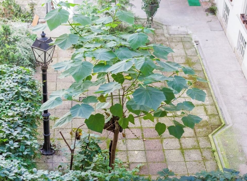 Classic Studio, 1 Queen Bed | Courtyard view
