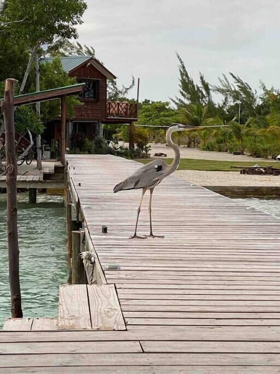Mr. Stork says hi!