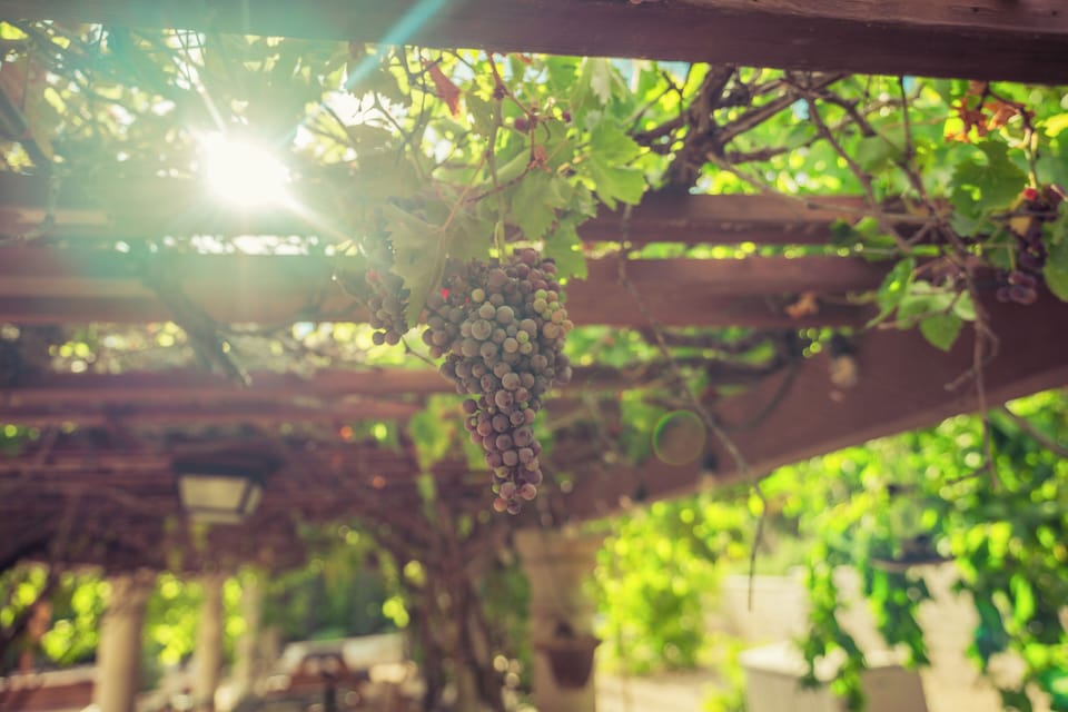 In the late spring and early summer is when the grape clusters are at its peak.