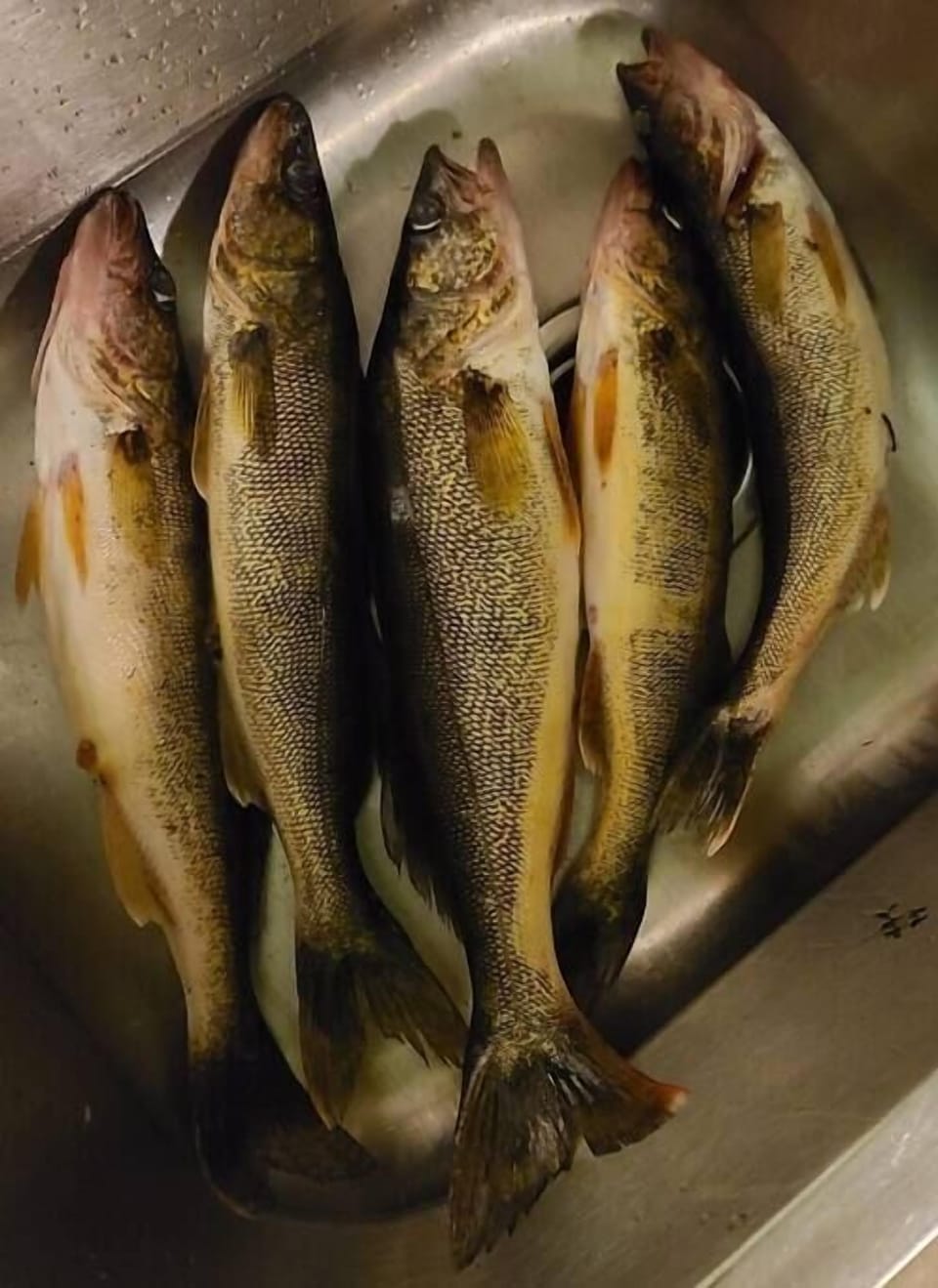 Guest sharing their catches from last year July 1st 