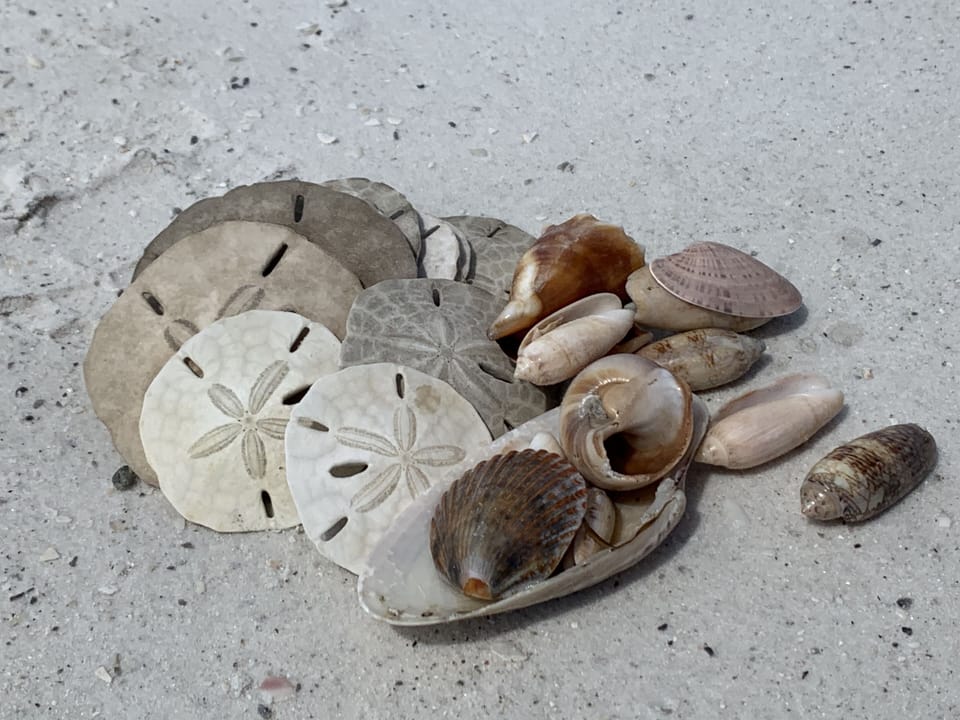 Marco Island - shell paradise!