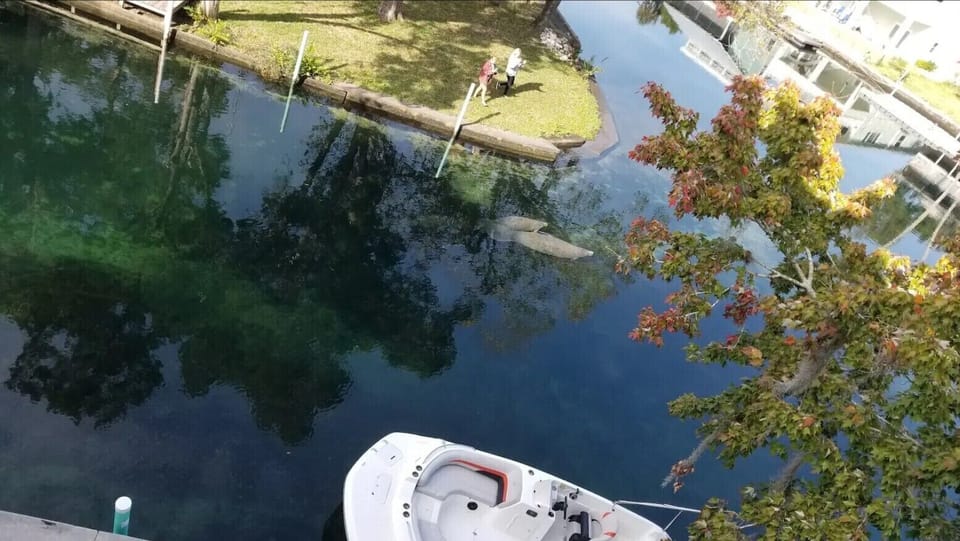 Misc. photo of manatees swimming by