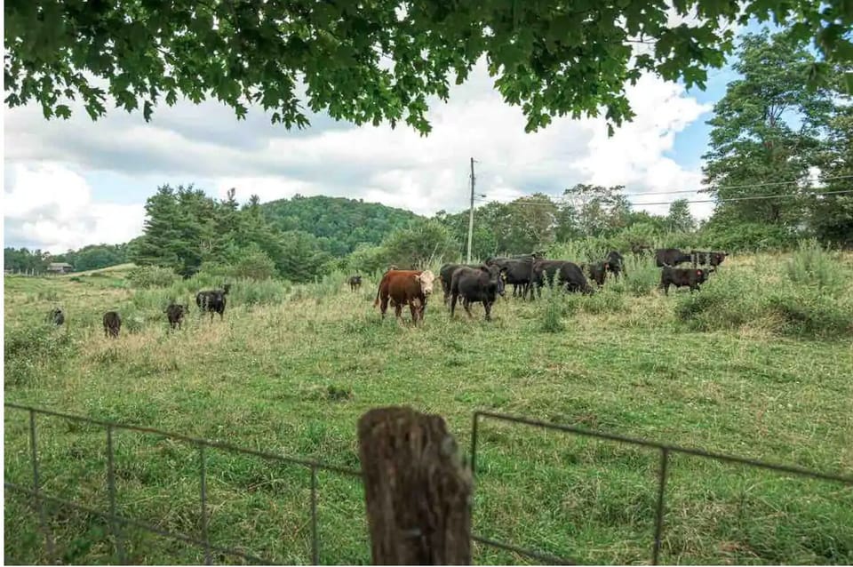 Neighborhood cows!
