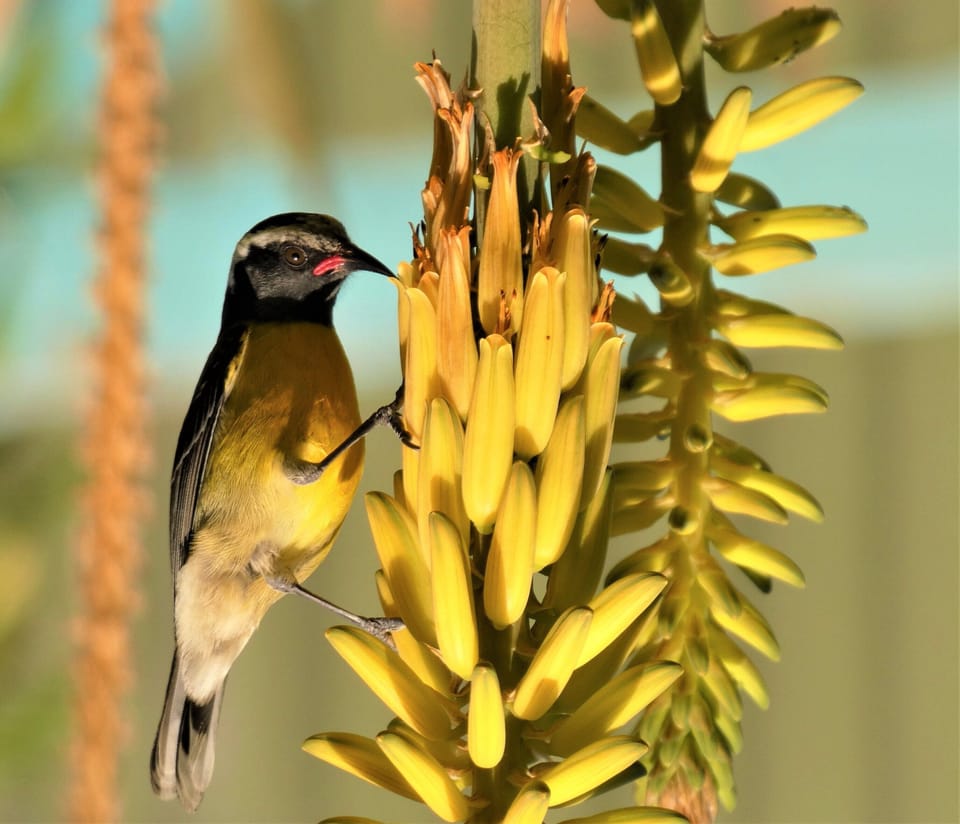 Plenty of birdlife in our gardens