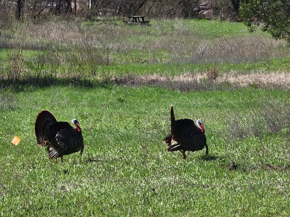 Wild Turkeys