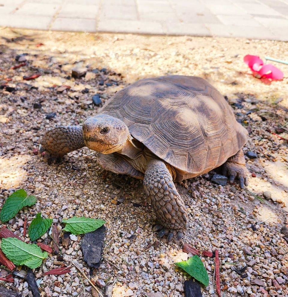 Our pet tortoise, Rosa, lives in the backyard.