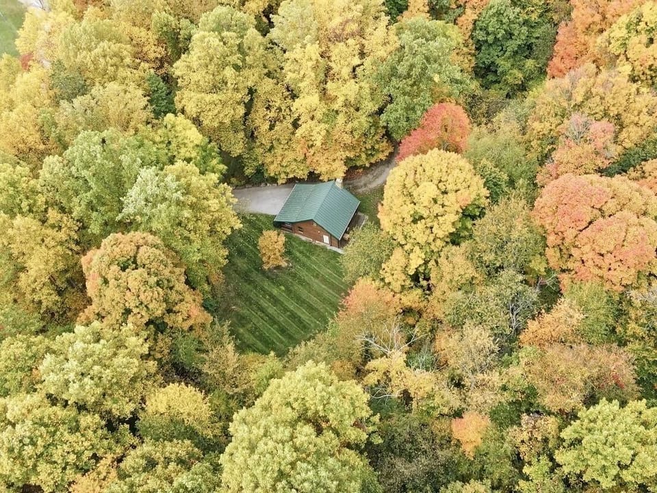 Arial view of Tulip Poplar.