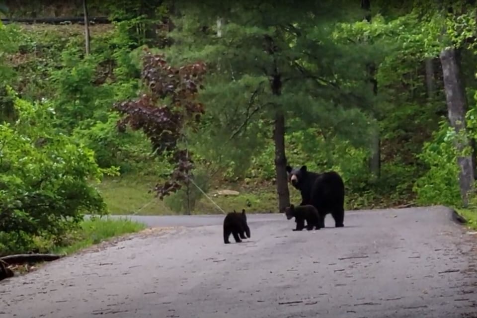Bear momma and cubs near the cabin. Bear sightings are common here.