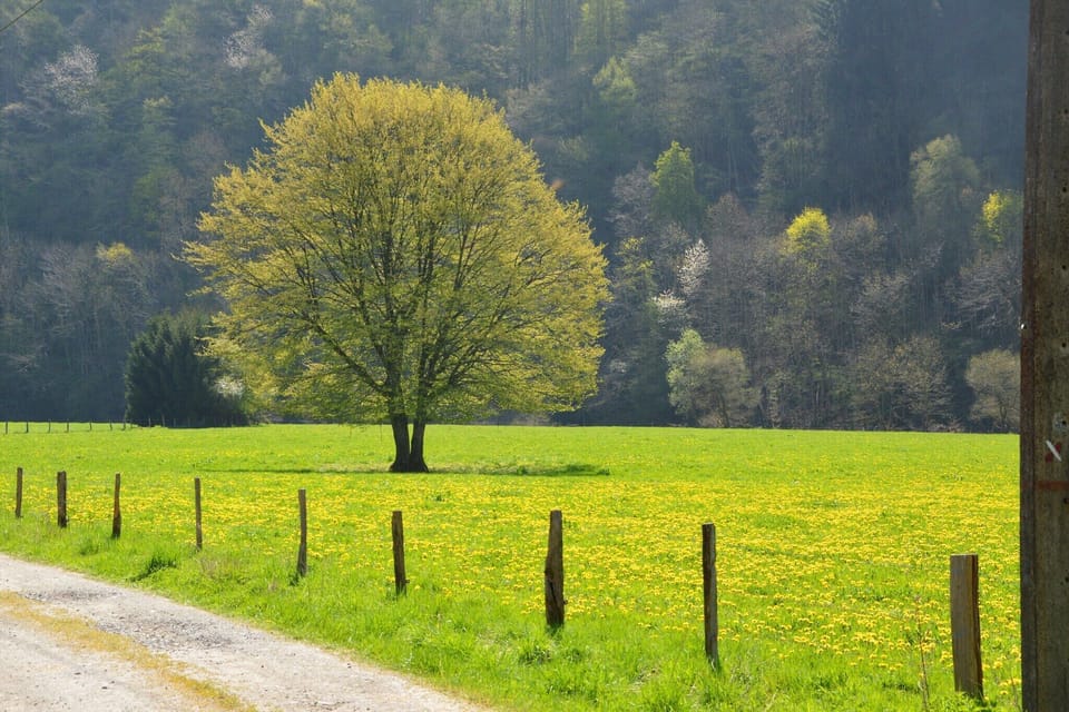 Region [summer] (>5 km)