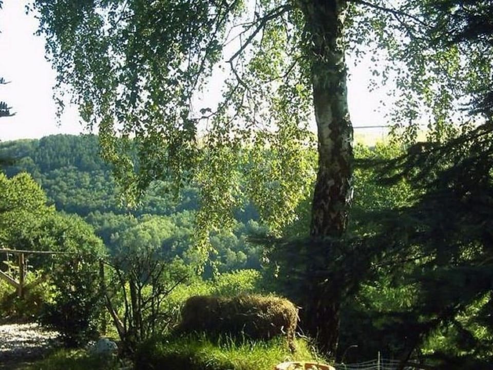 Garden [summer]