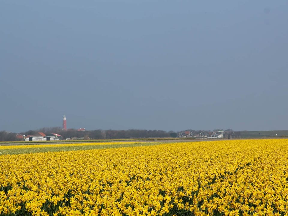 Region [summer] (>5 km)