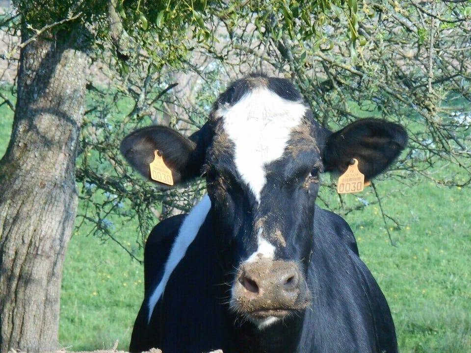 Nosy neighbors