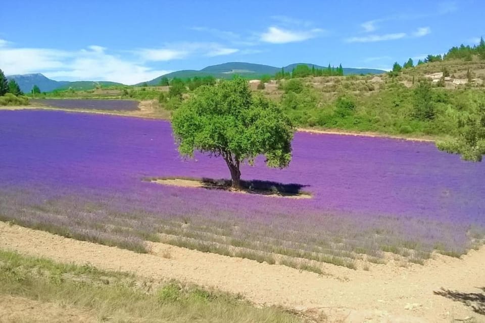 Region [summer] (>5 km)
