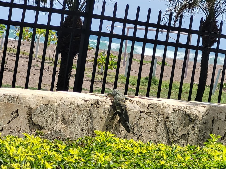 iguana 