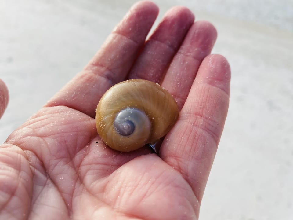 Seashell from Marco