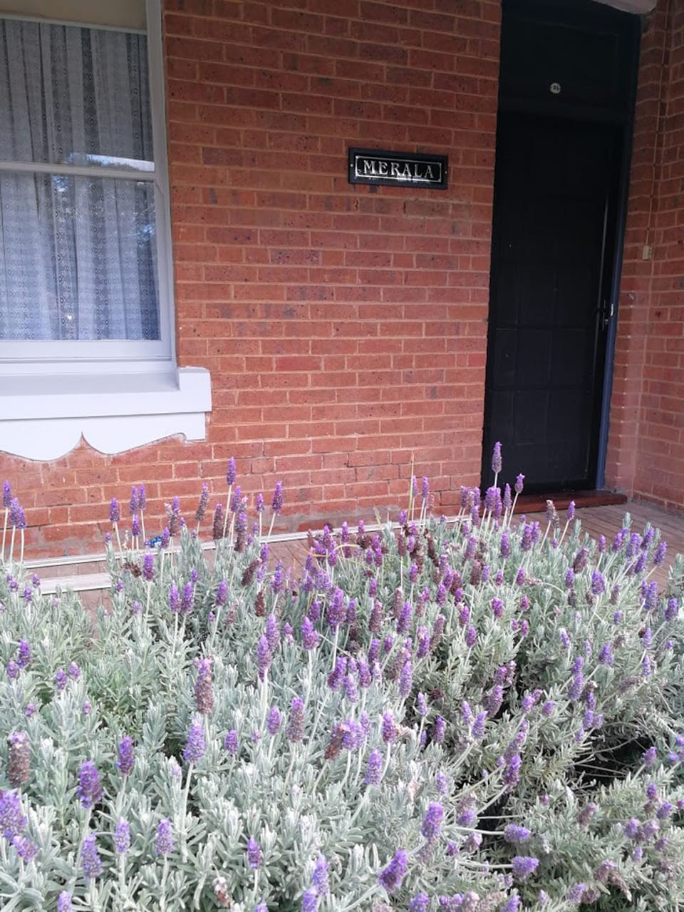 Lavenders are a colourful addition to the front garden