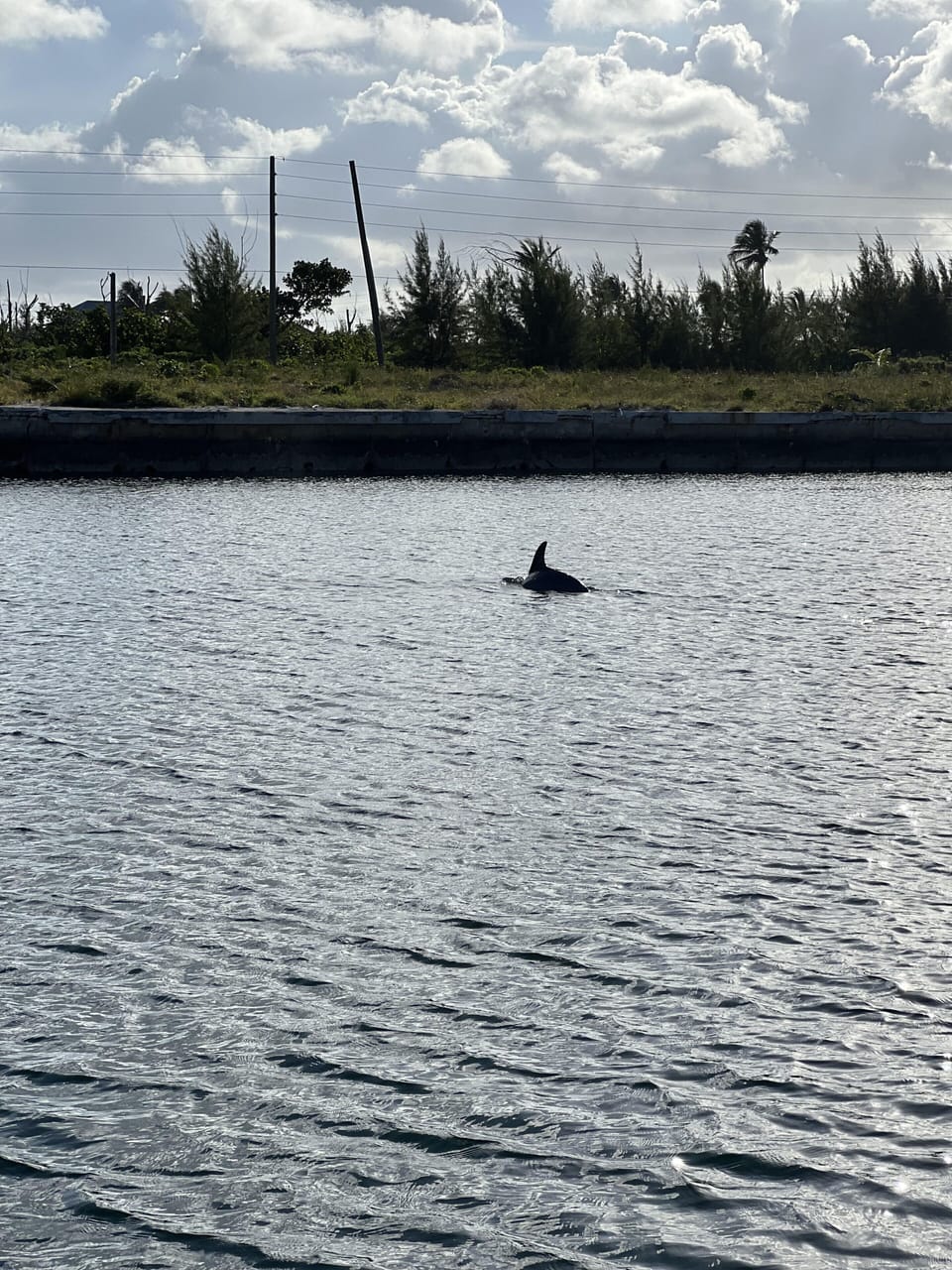Dolphin Swimming Off Dock, Great Swimming Hole for the Kids