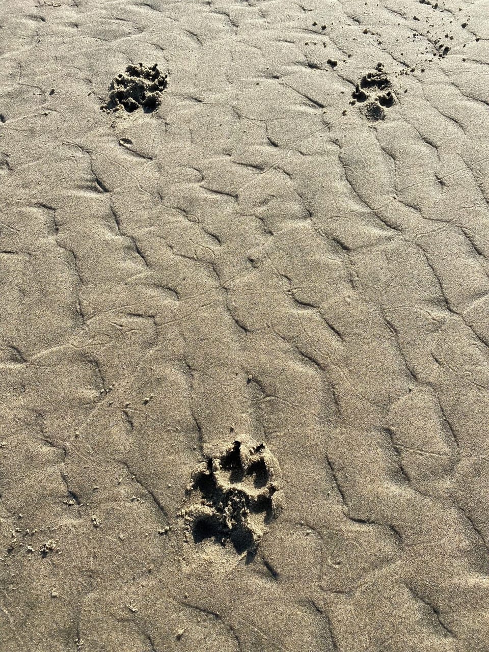 Your pets will enjoy a walk on one of Newport’s beautiful beaches.