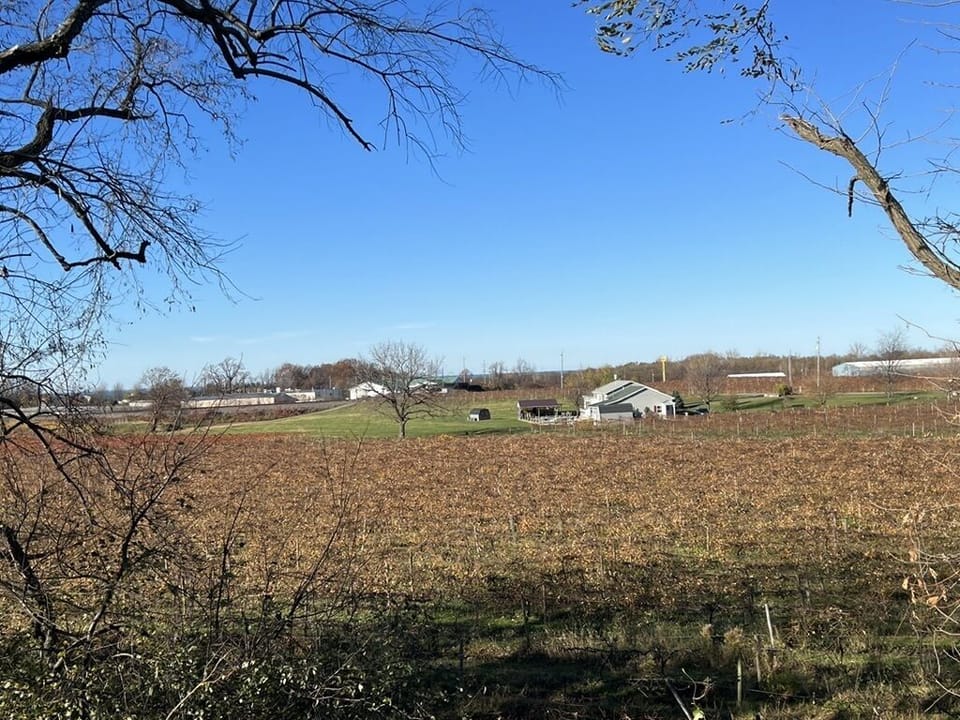 View of Vineyards from the kitchen