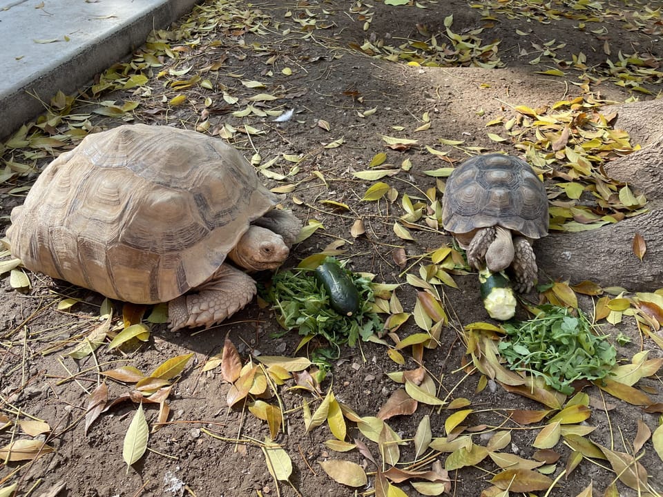 Pinkie Bo and Jelly have been with us for almost 8 years now