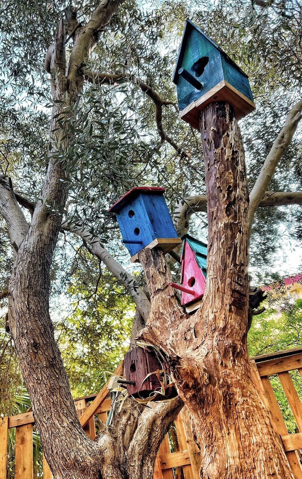 Bird houses