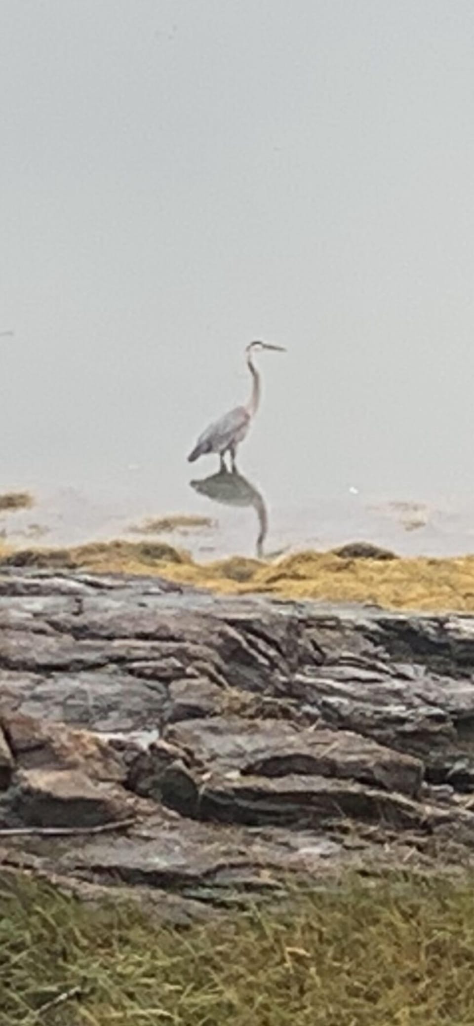 Wild life looking for food 