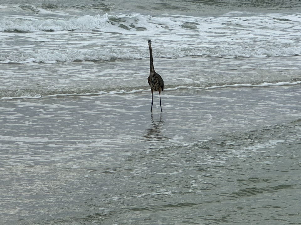 Herron landing.  I like to call him Grandpa Harry.  He comes around daily 