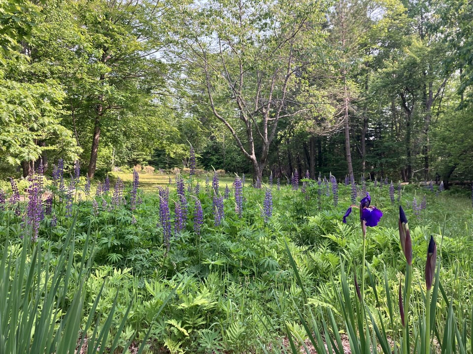 Enjoy the flowers and the call of wood thrush or peepers from the deck.
