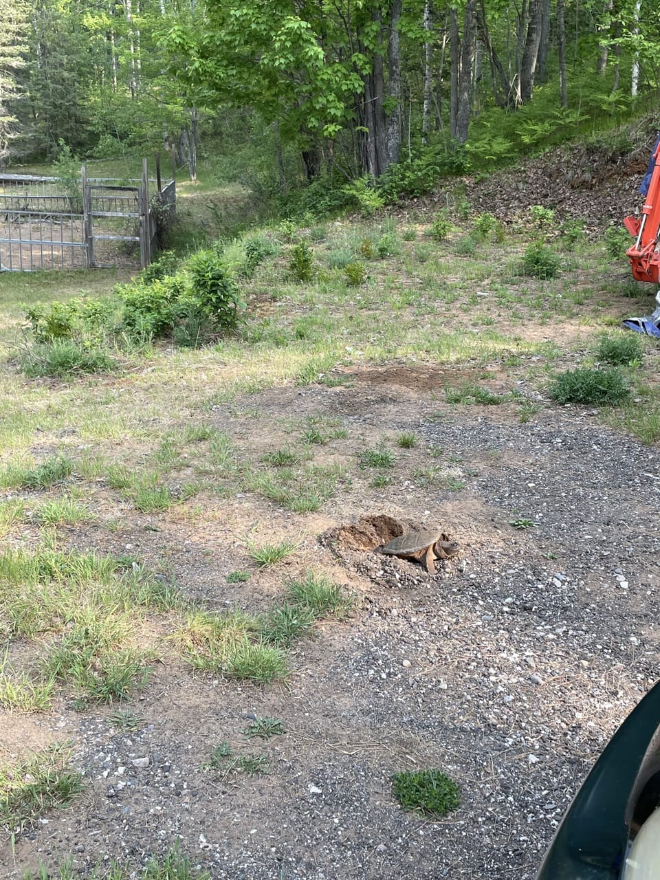 snapping turtle laying eggs

