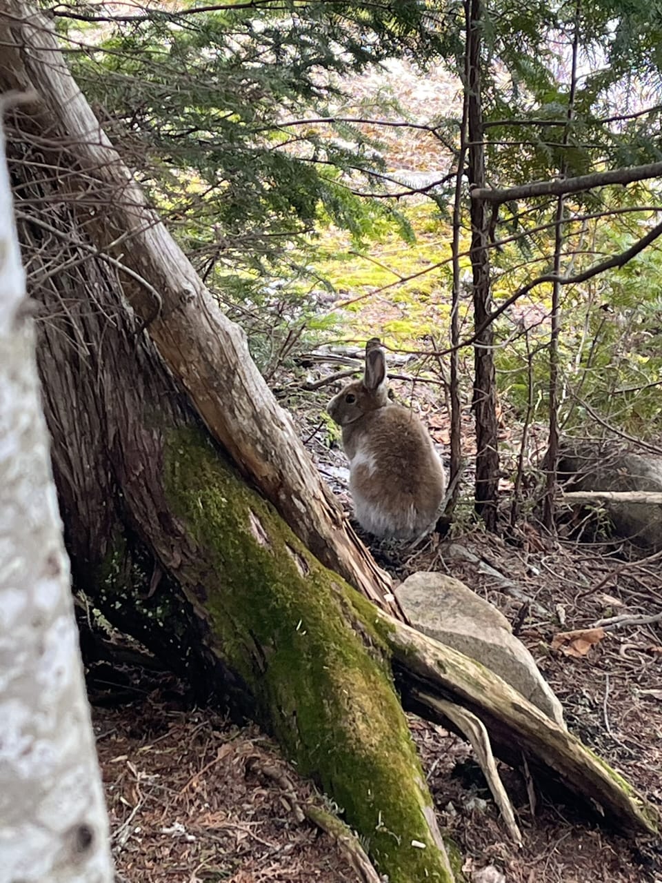 Resident wild rabbit