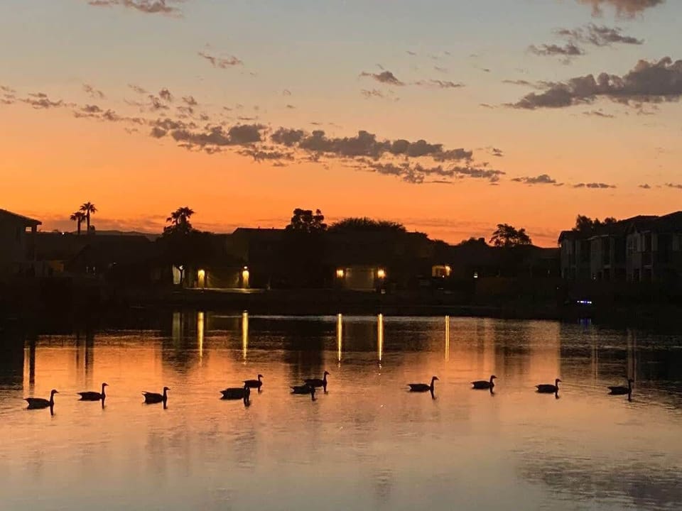 Wake up with the ducks! 