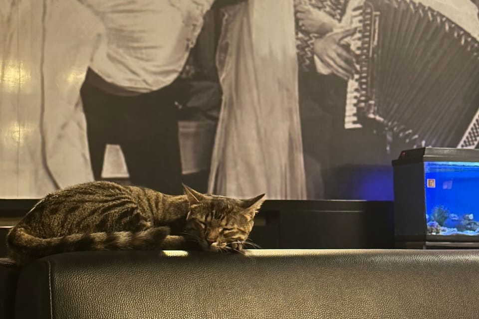 Pet-friendly