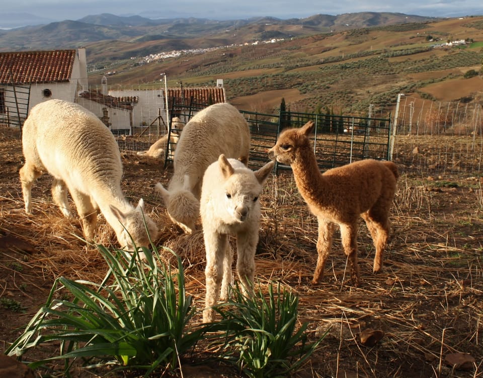 Alpacas