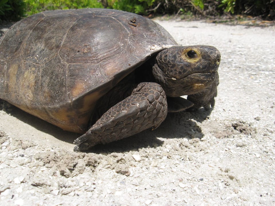 Look for 3 resident gopher tortoises that share the wildlife-friendly property:)