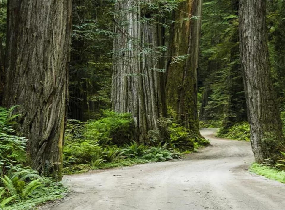 Meander down a dirt road through giant redwood trees.