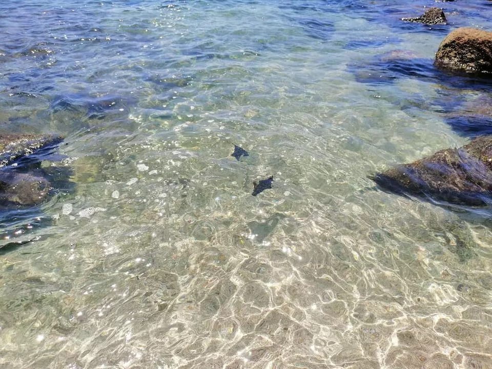 Just a couple of the many varieties of fish you could see in knee-deep water!