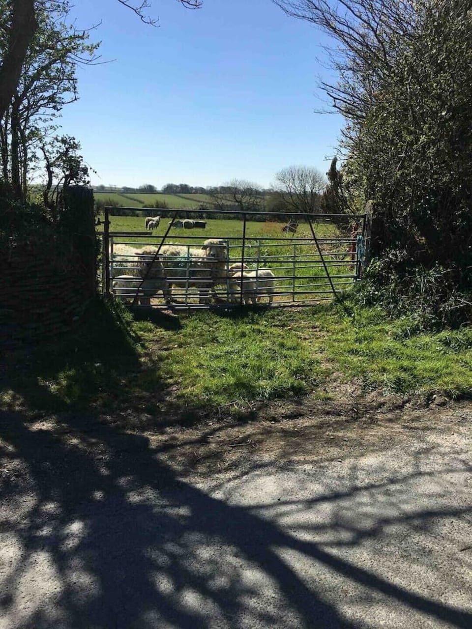 Our neighbour’s sheep in our top field.