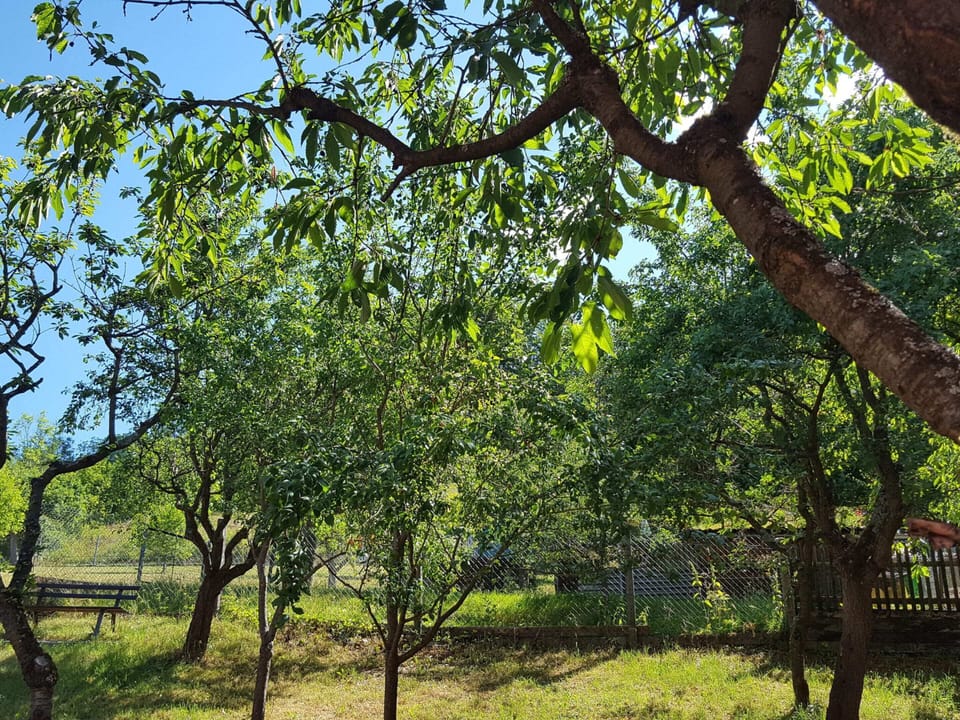 House | Garden