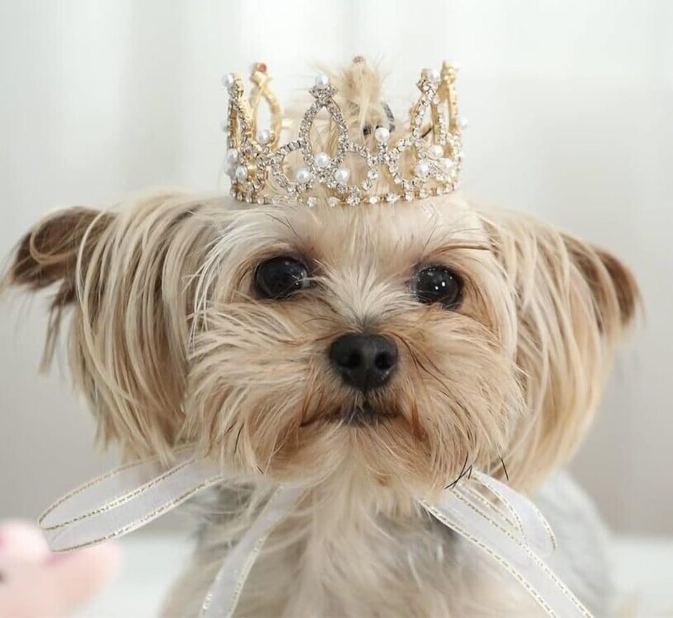 Non-Shedding small dogs considered - Request approval to bring your small fur baby