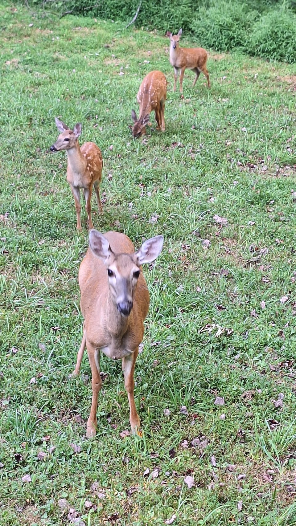 they are great full went given deer 🌽 corn