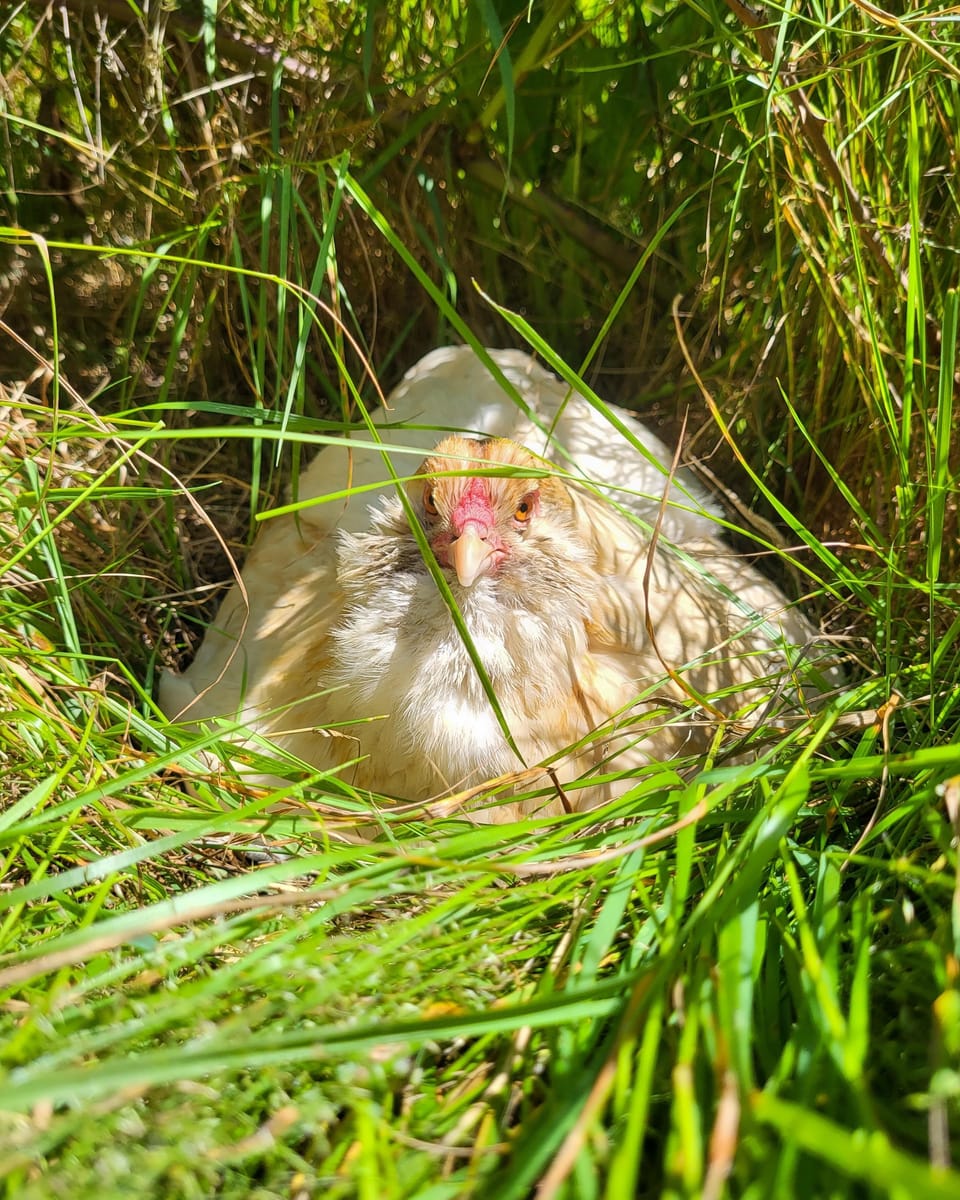 One of our hens. Some know how to "fly the coop", so you may see them around :).